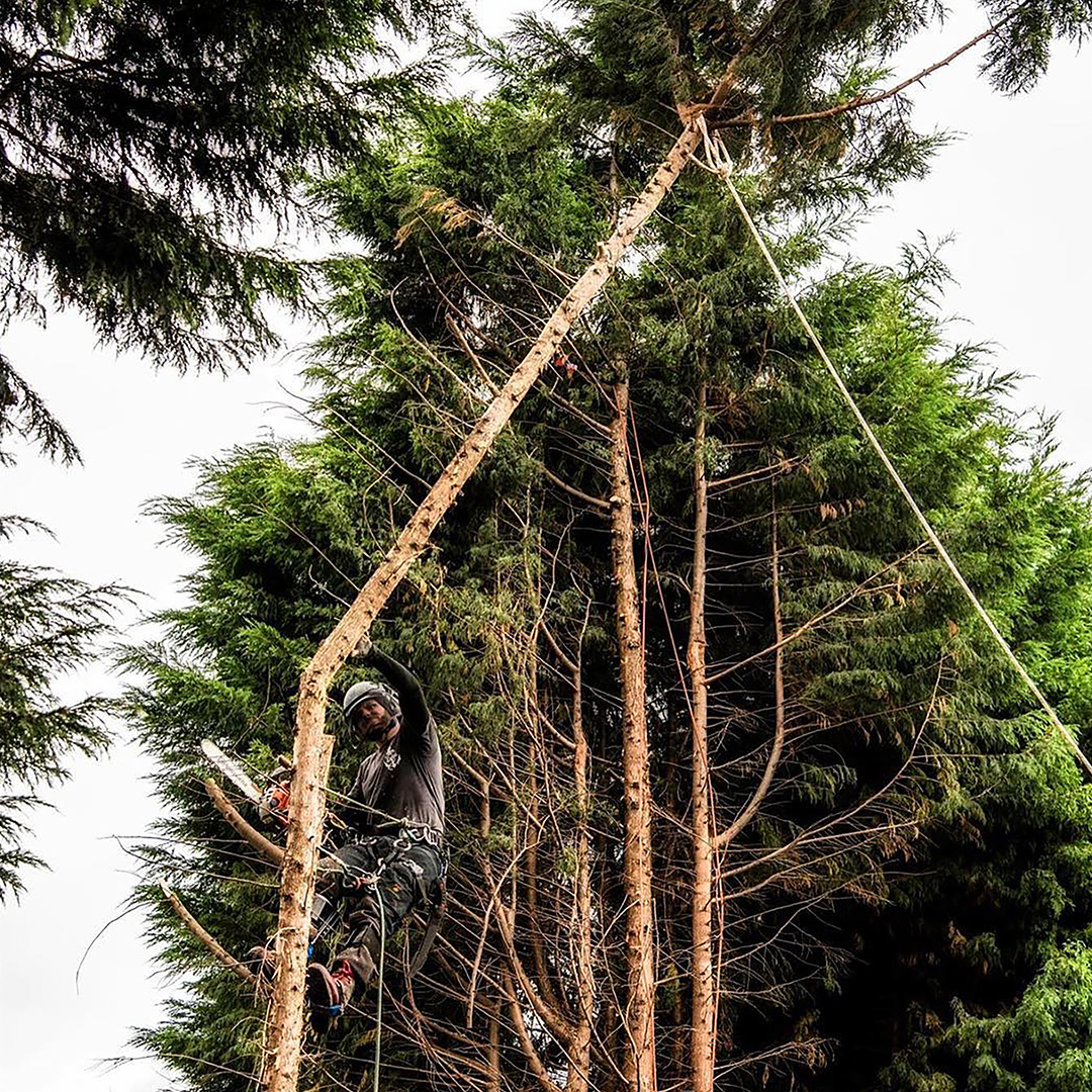 Tree Services Etwall